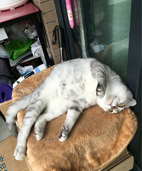 "家里的英短折耳猫咪怀孕了,煮了鱼和鸡胸肉给她吃不吃咋办"