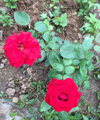 �����¼�