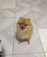 Ѱ���������ֽ�BB������С��Ȯ������3��