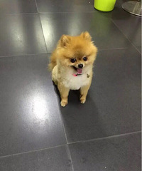 Ѱ���������ֽ�BB������С��Ȯ������3��