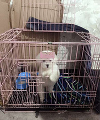 ��ʹ�ת�ô��ֱ�����Ȯ��Ůһö