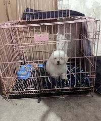 ��ʹ�ת�ô��ֱ�����Ȯ��Ůһö