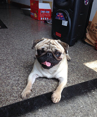 ���ȳ����������һ�ȴ� ����һ��