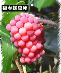 "杭州又现这种东西!体内寄生虫很可怕,千万别吃!密恐慎入"