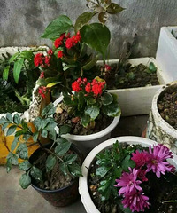 ���û������ɣ��������ƺ����ʺ����ǡ���