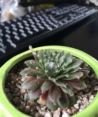 ���˰�ɫ֥���ĳ��ӣ��ǽ�ǳ���