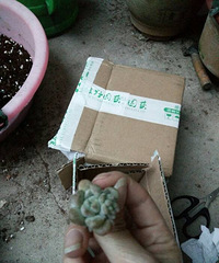 ����ʶ�Ĳ�