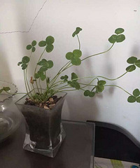 �����Ķ��⻹û����Ұ����������Ҷ�����ź�