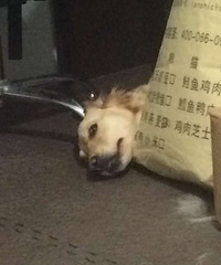 ���ȳ�����������ּ���������