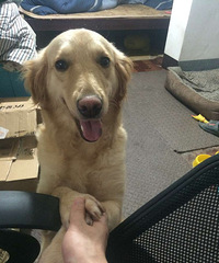 ���ȳ�����������ּ���������