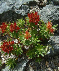 �󻨺쾰��---����һ��Ҳ���޵Ķ����ƣ�