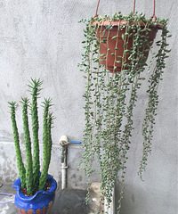 Ӣ��������