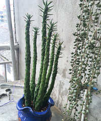 Ӣ��������