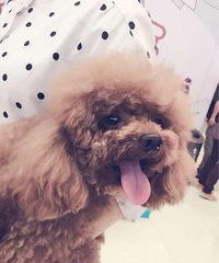 ���ȳ���������˼ҵĹ�����