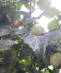 2015���С�ջ�