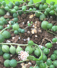 ���鿪����