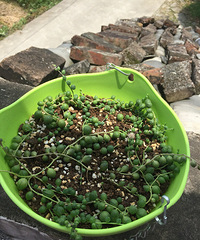 ���鿪����