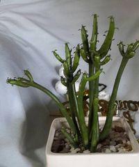 ����ɱ�ֵ���