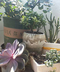 ����ɱ�ֵ���