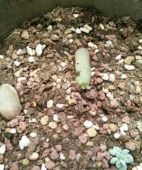 �ҵĶ�������϶���Ҷ�壬�гɾ͸�