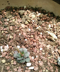 �ҵĶ�������϶���Ҷ�壬�гɾ͸�