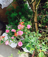 ���ϰֵ�С��԰2��