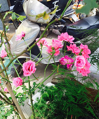 ���ϰֵ�С��԰2��