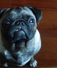 #������#����������Ƣ��