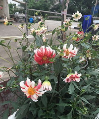 ����ͦ�ã���֪����ʲô��