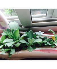 ��˿С����