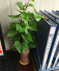 �칫����ֲ��������ɶ�𣿹��������Ҷ���ʶ