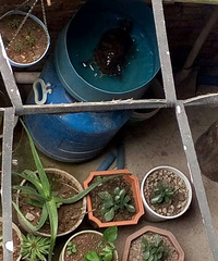 ��������ʲô����ɹ����ҶƬ��ð��ѿ����