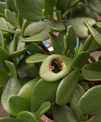 ϸ������������