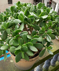 ��������ʲô����ɹ����ҶƬ��ð��ѿ����