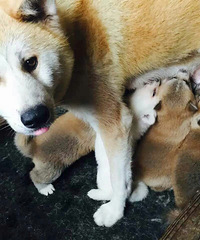 Ѫͳ�������뷨��������13957251912