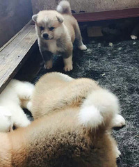 Ѫͳ�������뷨��������13957251912