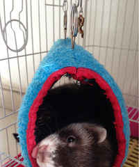 ���ȳ�����������������Ⱳ����������