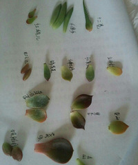 һƬҶ�Ӵ�������⣬����¶�����Ŀ�