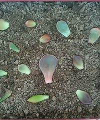 һƬҶ�Ӵ�������⣬����¶�����Ŀ�