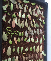 һ�����϶���ѿ��Ү�ް�Ҫ��쳤Ŷ