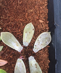 һ�����϶���ѿ��Ү�ް�Ҫ��쳤Ŷ