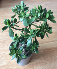 ���������ճ������ֻ��ݣ�������