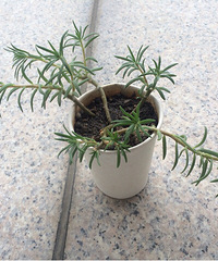 ���������ճ������ֻ��ݣ�������