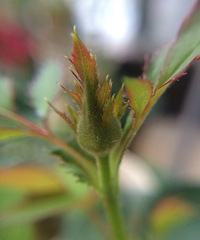 ���ǳ������ˣ���