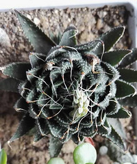 һֱ��Ľ���˼һῪ����«����û�뵽�ԼҼ�