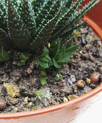 һֱ��Ľ���˼һῪ����«����û�뵽�ԼҼ�