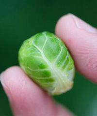 "指尖上的“卷心菜” 这年头连蔬菜都开始卖萌惹~"