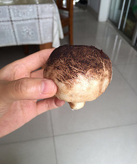 "今天的早饭蘑菇包,相信很多人吃过"