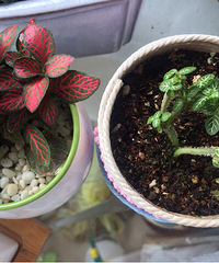 ������ʱ��һ����С��һ���������һ����