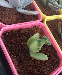 �����ǿ�㳤�Ҳ��ܳ�����ҶƬҶ��